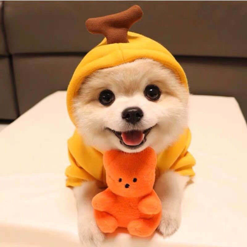 Winter Fruit Pet Hoodie